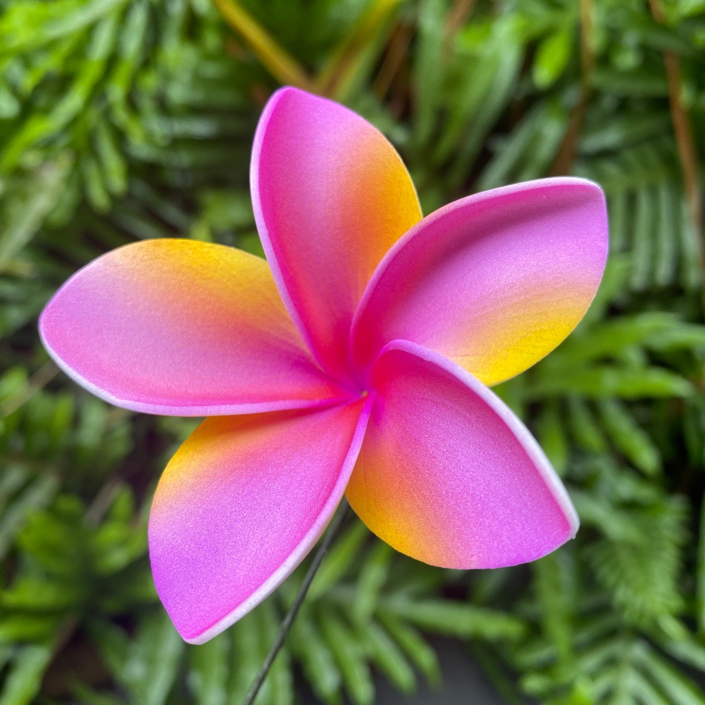 Gradient Frangipani Sei Foam Flowers 7.5cm Pacific Islands Accessories Size Medium