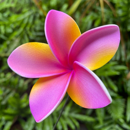 Gradient Frangipani Sei Foam Flowers 7.5cm Pacific Islands Accessories Size Medium