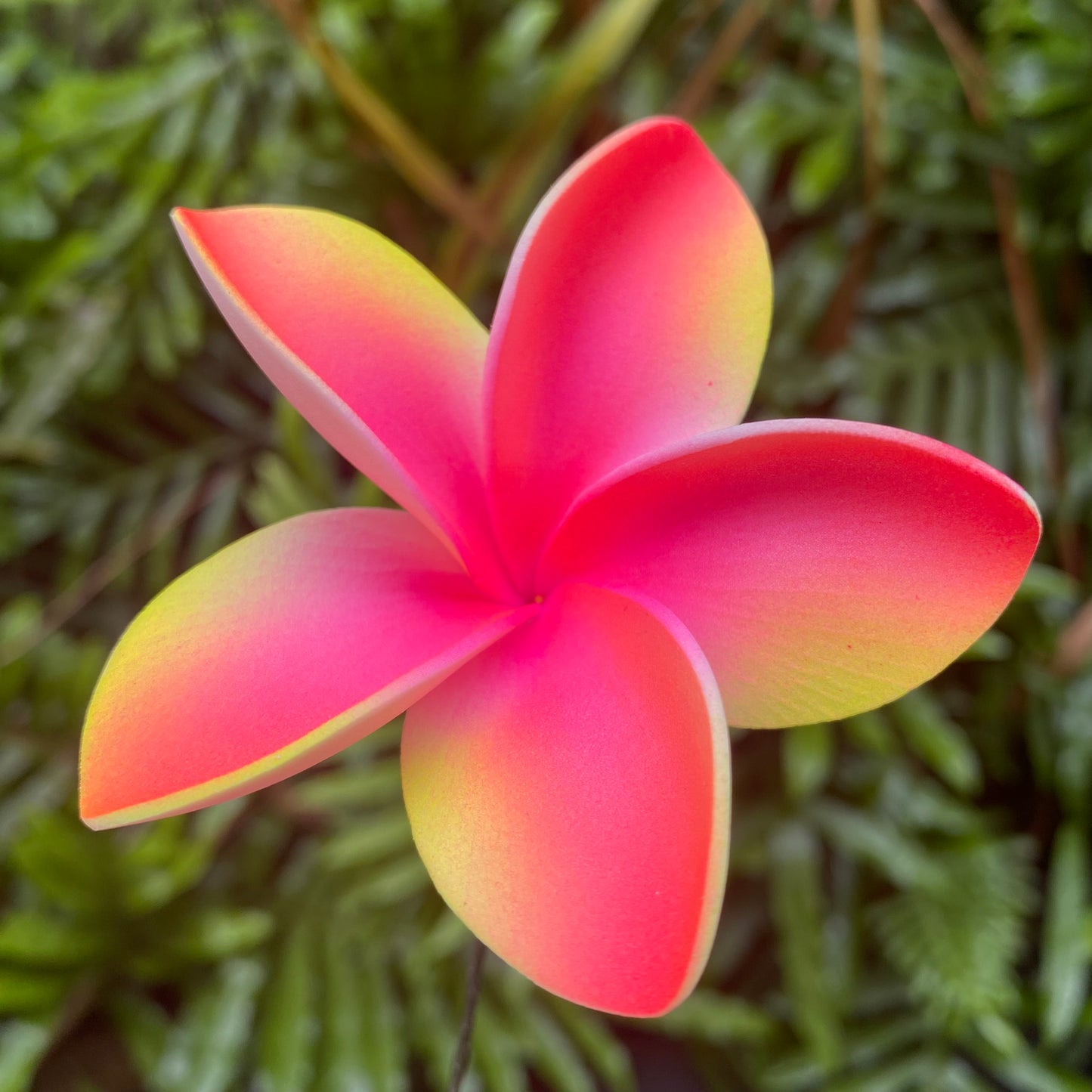 Gradient Frangipani Sei Foam Flowers 7.5cm Pacific Islands Accessories Size Medium