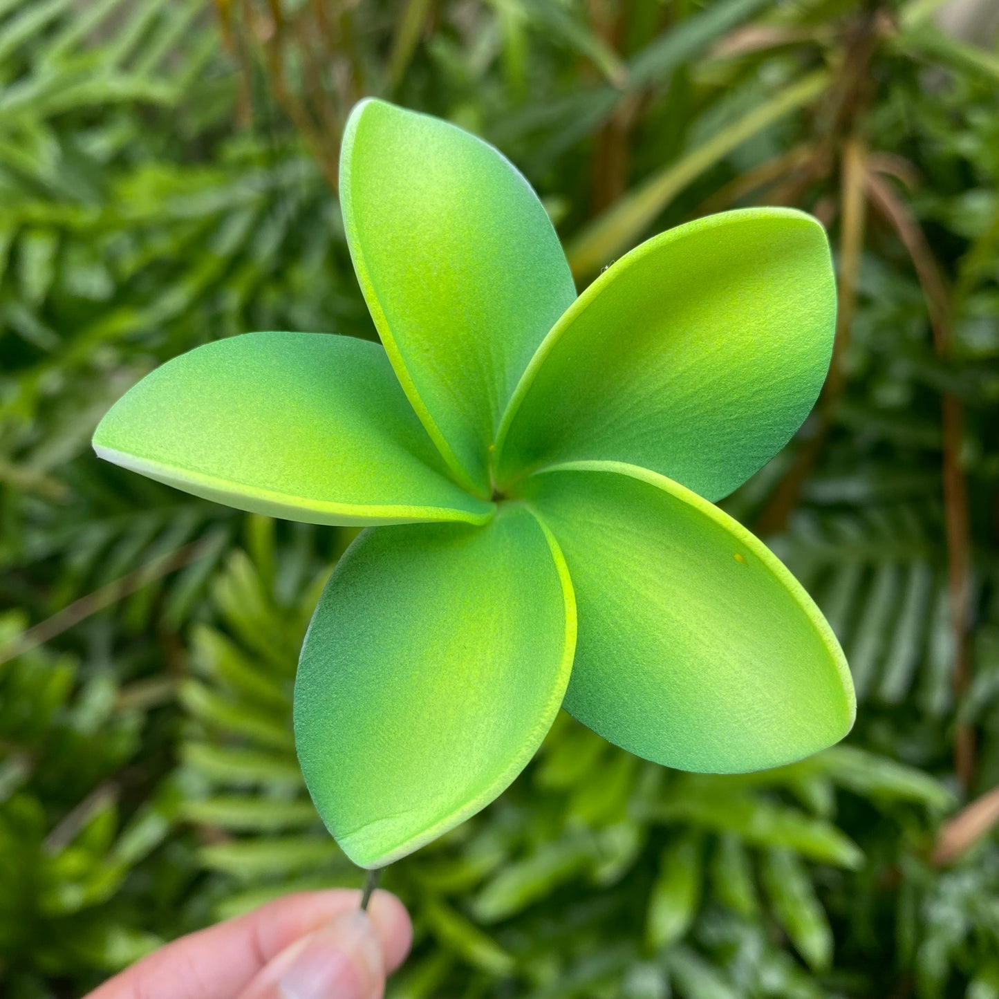 Gradient Frangipani Sei Foam Flowers 7.5cm Pacific Islands Accessories Size Medium