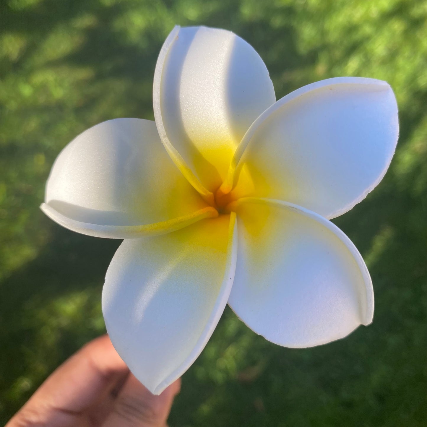 Frangipani Sei Foam Flowers 8cm Pacific Islands Accessories Size M