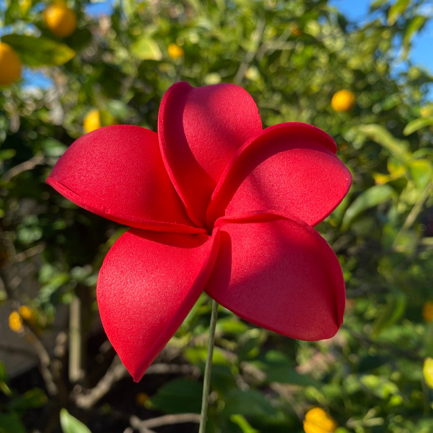 Frangipani Sei Foam Flowers 8cm Pacific Islands Accessories Size M