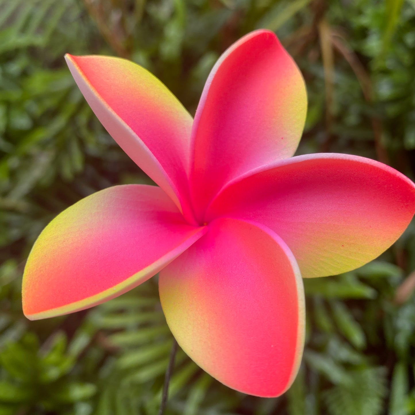 Gradient Frangipani Sei Foam Flowers 7.5cm Pacific Islands Accessories Size Medium